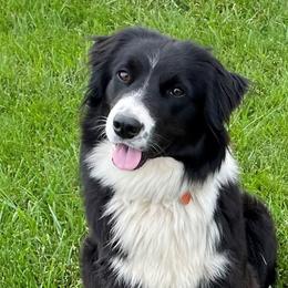 Molly - English Shepherd
