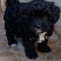Bonnie - Black and white female Cavapoo puppy in Walterboro, South Carolina from Puddlejumpers