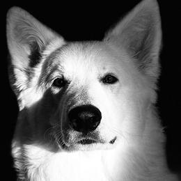 Berger Blanc Suisse and German Shepherd Puppies from Vom Hundhaus Shepherds