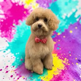 Gigi - Cream female Poodle puppy in Bedford, Texas from S.H.A.R.P.’s Toy Poodles
