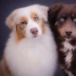 Australian Shepherd puppies from Sandy Aussies & Pomeranians