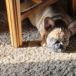 French Bulldog Puppies from 4 Leaf Frenchies