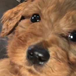 Golden Retrievers from Trammell's Goldens