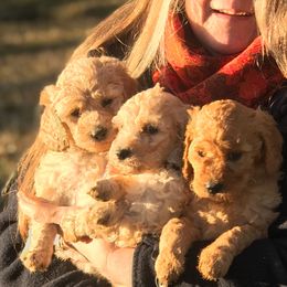 Poodle Puppies from Perfection Poodles