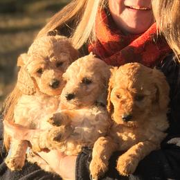 Poodle Puppies from Perfection Poodles