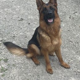 German Shepherd Puppies from Haus of Beautiful Chaos German Shepherds