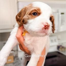 Oki Blenheim Boy - Blenheim male Cavapoo puppy in Pleasant Grove, Utah from Destination Doodles