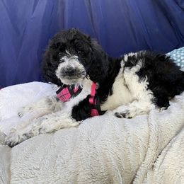 Poodle Puppies from Southern Sunshine Standards