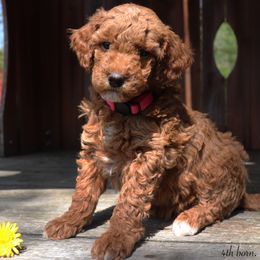 Poodle Puppies from Red Barn Moyen Poodles