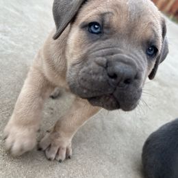 Plumeria - Gray brindle male Cane Corso puppy in Elk Grove, California from DiamondBabyCorso