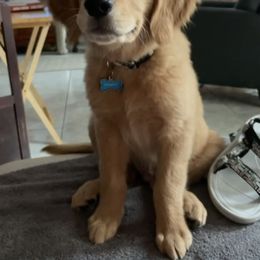 Golden Retriever Puppies from Sydney’s Goldens