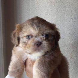 Shih Tzu and Yorkshire Terrier Puppies from Thorntons Fur Crew