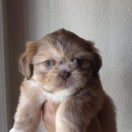 Shih Tzu and Yorkshire Terrier Puppies from Thorntons Fur Crew