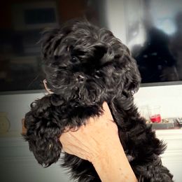 Seger - Black male Shih Tzu puppy in Tallahassee, Florida from Bows and Bow Ties