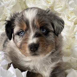 Australian Mountain Doodle and Miniature American Shepherd Puppies from Little Loves Farm