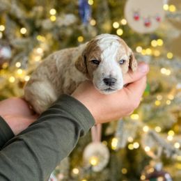 Glinda - Parti female Poodle puppy in Bellville, Ohio from Cedar Ridge Standard Poodles