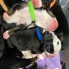 Greater Swiss Mountain Dog Puppies from Lone Palm