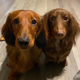 Dachshunds from TwoJs Dachshunds