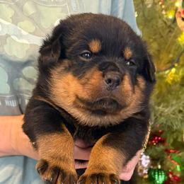 Teddy - Black and mahogany male Rottweiler puppy in Grass Valley, California from Rottweiler vom Hause Wolf