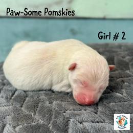 Girl 2 - White female Pomsky puppy in Krum, Texas from Paw-Some Pomskies