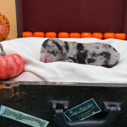 Tinsel - Blue merle female Sheepadoodle puppy in Willacoochee, Georgia from Kitandkboodle's Doodles