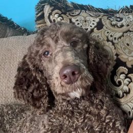 Poodles from Bettna poodle and doodles