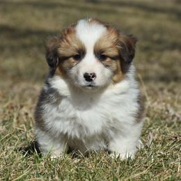 Sable Male 4 (Fluffy) - Sable male Pembroke Welsh Corgi puppy in Kansas City, Missouri from Willow Creek Corgis