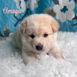 Amaya - Cream female Shiba Inu puppy in Inverness, Florida from Shore Thing Shiba’s