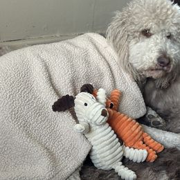 Jada - Labradoodle