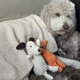 Jada - Labradoodle