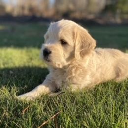 Goldendoodles from Land of Goshen Doodles