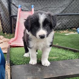 Cliff - Black and white male Border Collie puppy in Morgan, Texas from Shooting Star Ranch