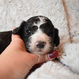 Bernedoodle Puppies from Belly Rubs