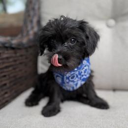 Finn - Black male Yorkipoo puppy in Chattanooga, Tennessee from Joyfull Pals