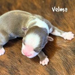 Velma - Red tri female Miniature Australian Shepherd puppy in Garden Plain, Kansas from Krazy K Aussies