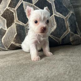 Lucy-Akc - Parti female Yorkshire Terrier puppy in Cleveland, Tennessee from Small Paws Yorkies
