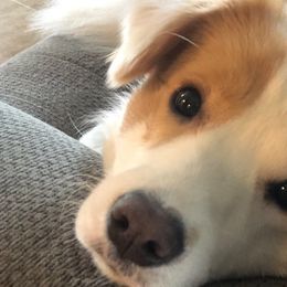 Ava - Border Collie