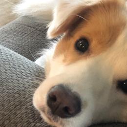 Ava - Border Collie