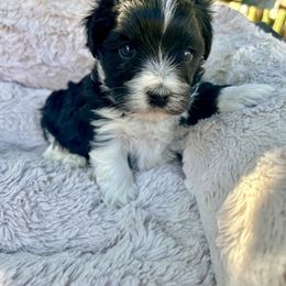 Yorkshire Terrier puppies from Yuma Yorkie
