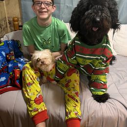 Aussiedoodle All Grown Up from Arrington’s Aussiedoodles