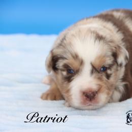 Patriot - Red merle male Miniature Australian Shepherd puppy in Weeki Wachee, Florida from Arlington's Mini Aussies