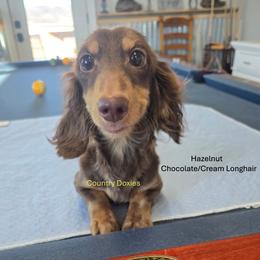Hazelnut - Dachshund