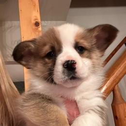 Rodgers - Sable male Pembroke Welsh Corgi puppy in New Auburn, Wisconsin from Cordell Corgis