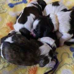 Shichon puppies from IDREAMOFPUPPIES