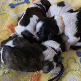 Shichon puppies from IDREAMOFPUPPIES