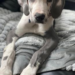 Great Dane Puppies from Dana's Danes