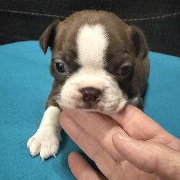 Ariel - Red female Boston Terrier puppy in Wellington, Ohio from Twist of Faith Farms
