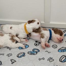 Cavapoo Puppies from Crystal Coast Cavapoodles