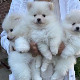 Boy 1 - White male Pomeranian puppy in Houston, Texas from Lola’s Poms