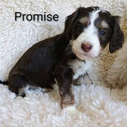 Promise - Tri-color male Bernedoodle puppy in Marion County, Ohio from Hatten Homestead Kennels